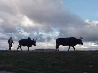 2 bufles le soir