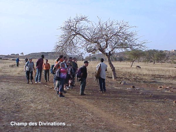 Fruits du baobab