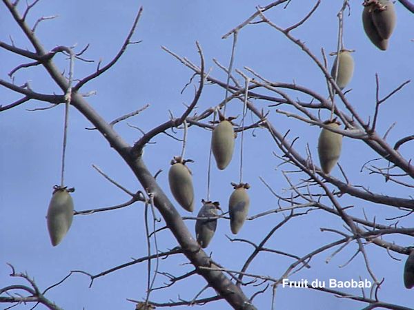 Fruits du baobab