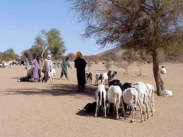 moutons pour Tabasqui