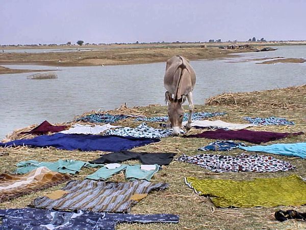 Ane au milieu du linge propre