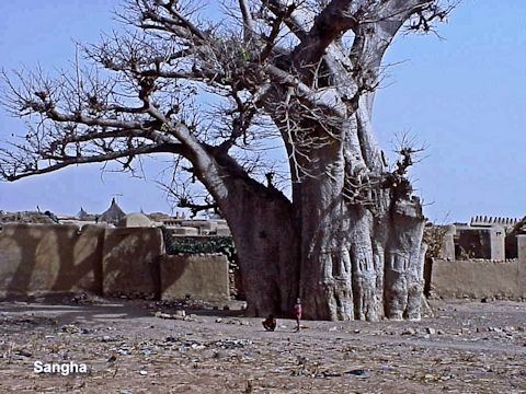 Sangha et le baobab