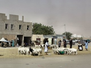 Marché aux moutons