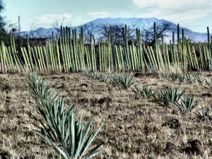 Champ de cactus