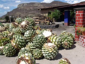 Trognon de cactus