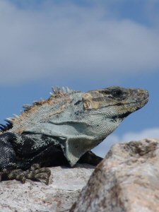 Iguane