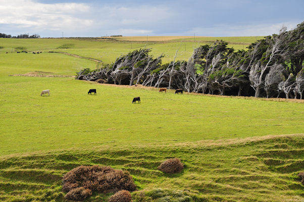 Paturage  Slope Point