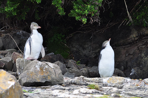 Curio Bay : Pingouins aux yeux jaunes