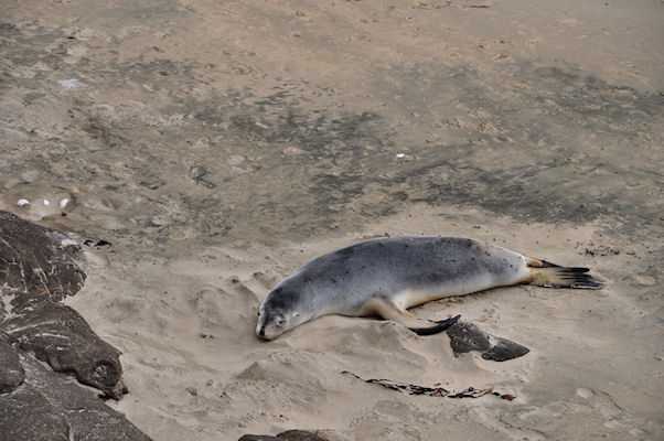 Otarie  Porpoise Bay