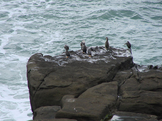 Cormorans