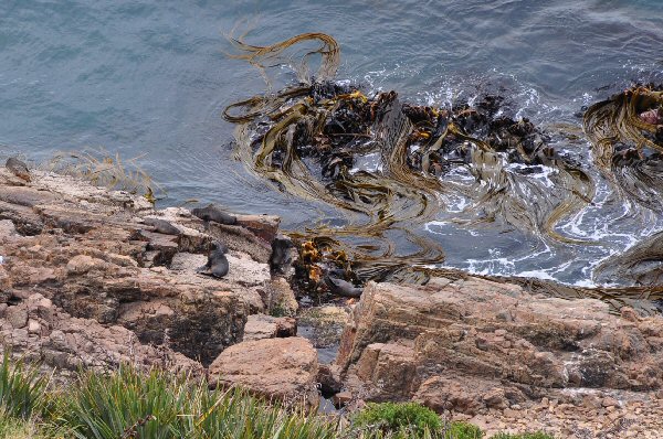 Lion de mer à Nugget point