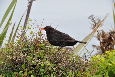 Phare de Waypapa - Catlins