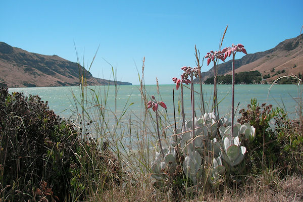 Baie dans la pninsule de Banks