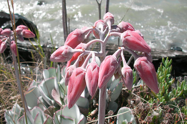 Fleurs pninsule de Banks