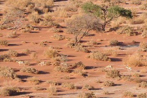 Spinbks dans la savane