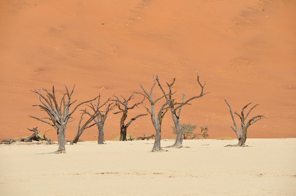 Dead Vlei