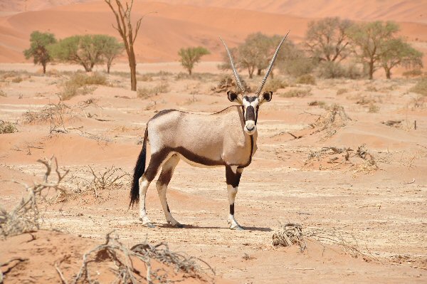 splendide oryx