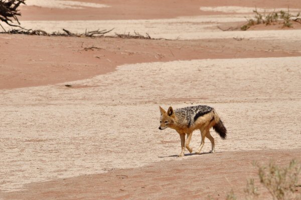 Chacal errant