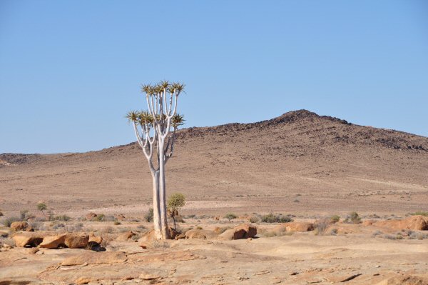 Arbre carquois