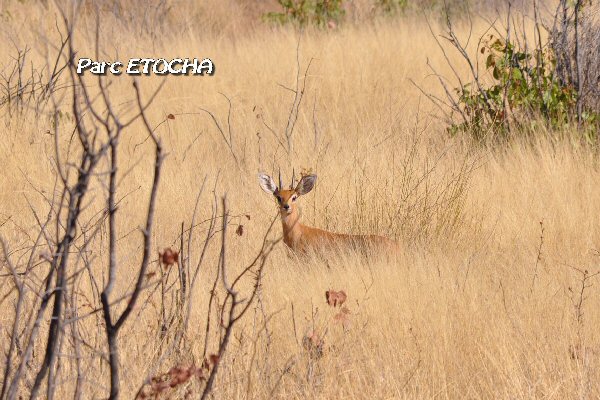 Steenbok dans la savane