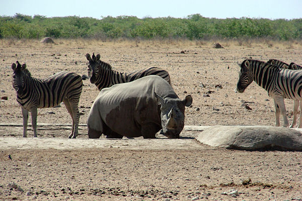 Rhinocéros et zèbres