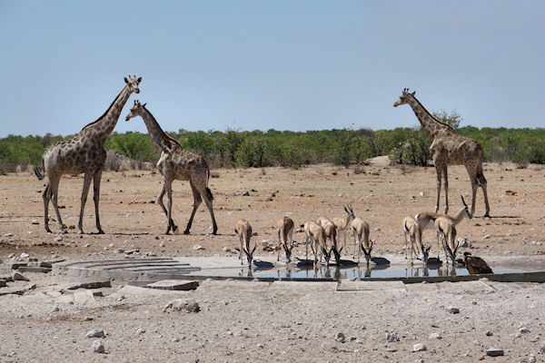 Girafes et steeboks s'abreuvant