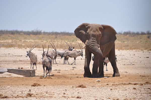 Gemsboks et éléphant