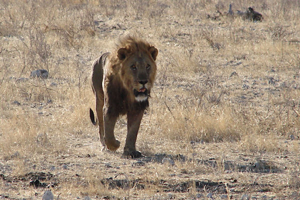 Lion marchant vers le point d'eau