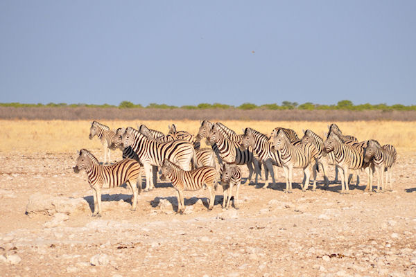 Groupe de zèbres