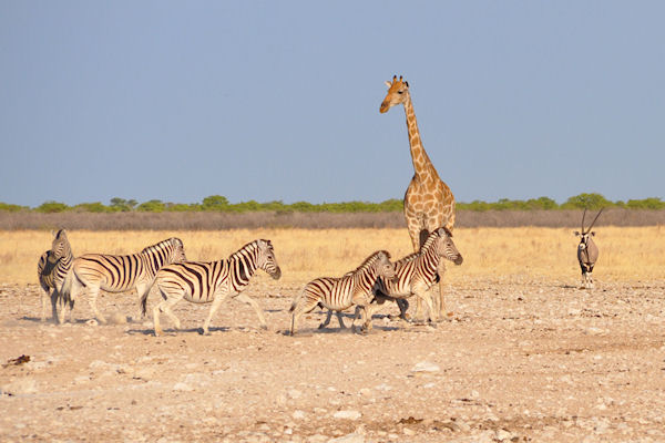 Zèbres, girafe et gemsbok