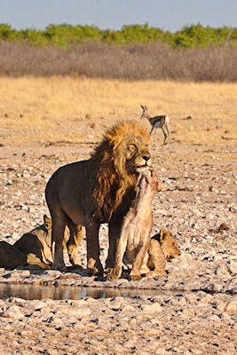 M'amours lion et lionne !