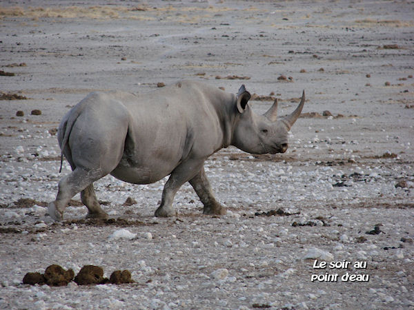 Rhinocéros, le soir