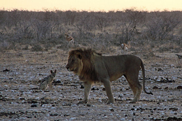 Lion et chacal le soir