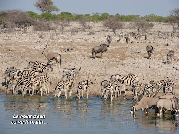 Zèbres, oryx  et gnous