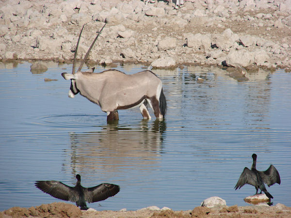 Oryx et cormorans séchant leurs ailes