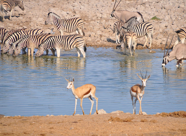 Springboks et Zèbres