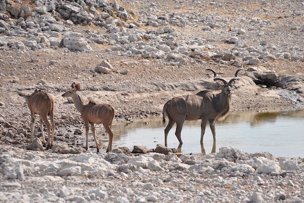 Impala male et 2 femelles