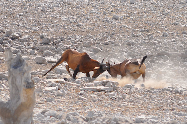 Combat de bubales (ou moufflons)