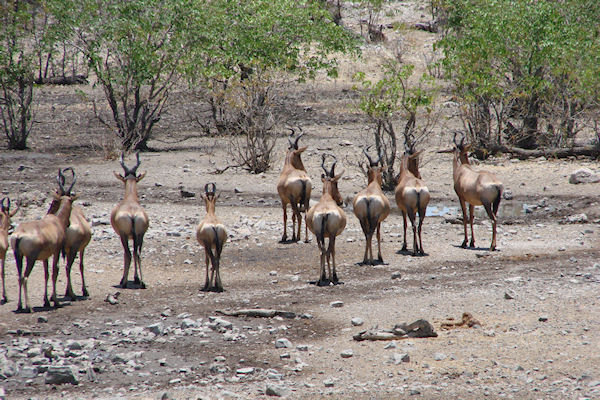 Bubales retournant dans la savane