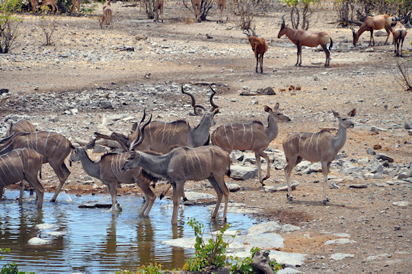 Impalas