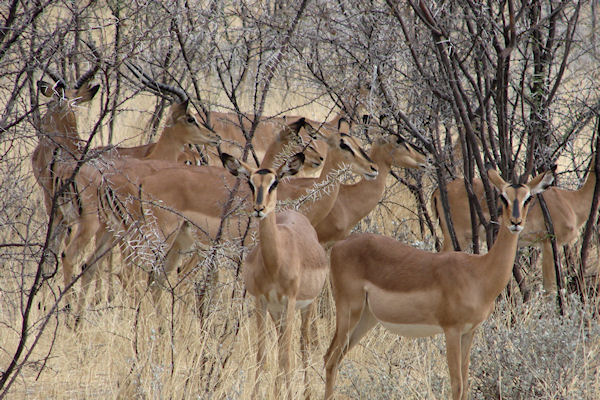 Steeboks ou antilopes