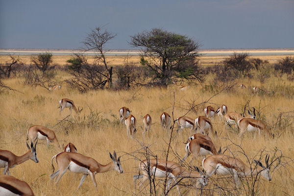 Springboks