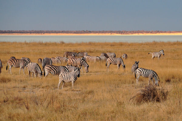 Zèbres devant le lac salé Etocha