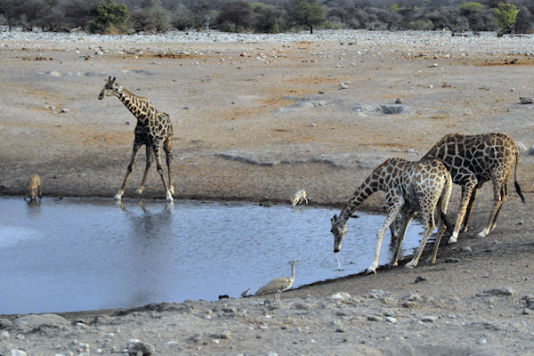 Outarde, Girafes et 2 hyenes