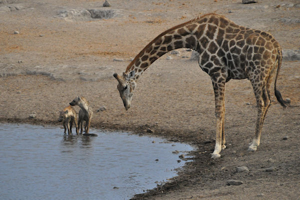 Hyènes et girafe