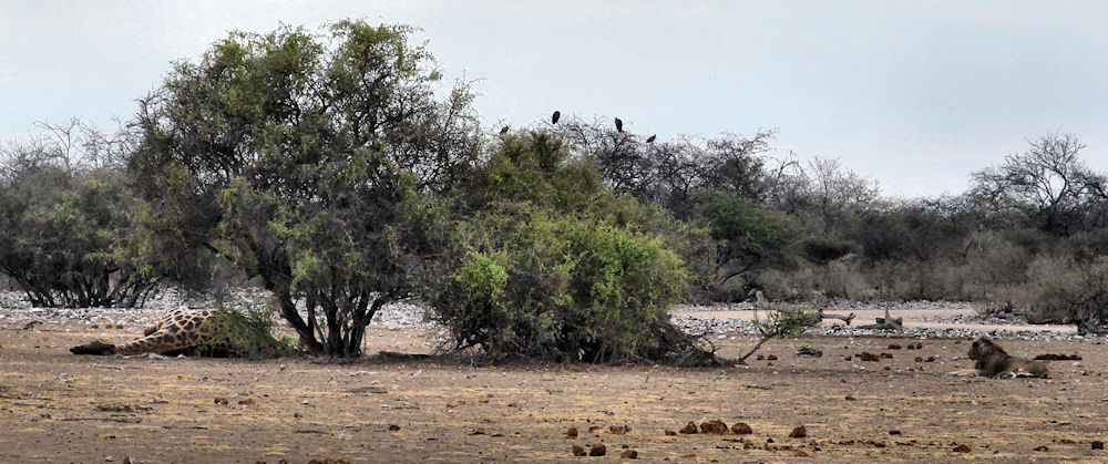 Girafe tuée par le lion