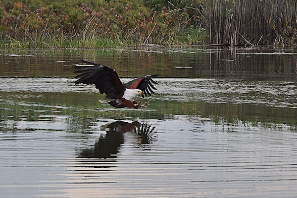 aigle pêcheur en vol d'approche