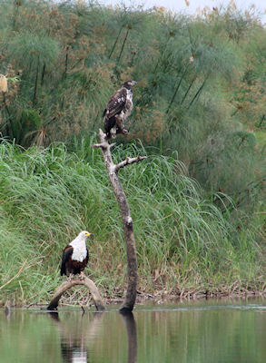 2 aigles sur une branche