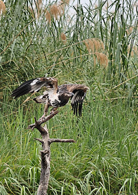 Envol d'aigle pêcheur