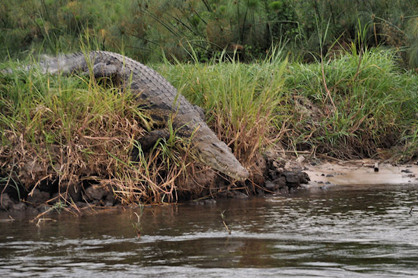 Plongée du crocodile